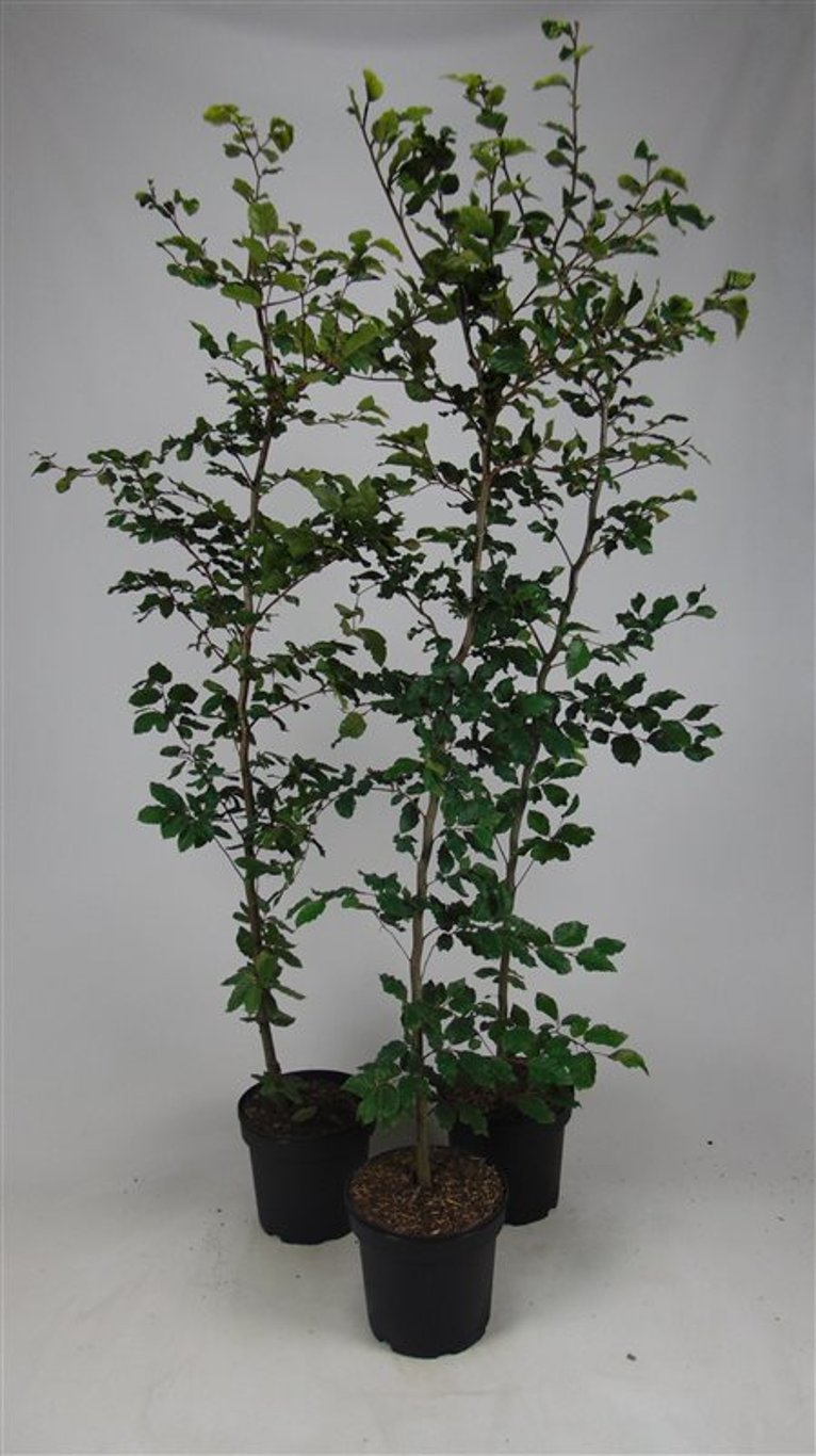Fagus sylvatica - C7.5 175-200 CM